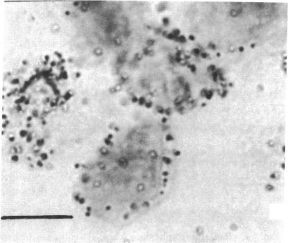 https://cdn.ncbi.nlm.nih.gov/pmc/blobs/34e4/426486/268159603432/pnas00128-0201-a.jpg