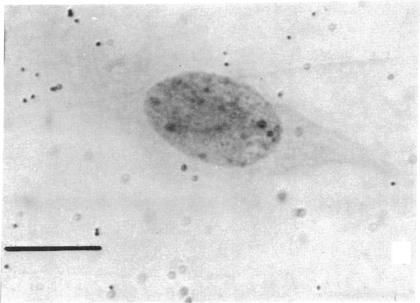 https://cdn.ncbi.nlm.nih.gov/pmc/blobs/34e4/426486/7882901aac14/pnas00128-0200-a.jpg