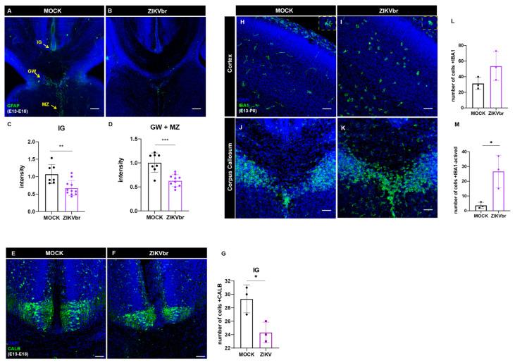 https://cdn.ncbi.nlm.nih.gov/pmc/blobs/34e6/10748342/f4c020f3eeb5/viruses-15-02336-g006.jpg