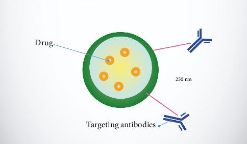https://cdn.ncbi.nlm.nih.gov/pmc/blobs/34e9/12256179/ce528dcf5cdb/IJBM2025-4557622.006.jpg
