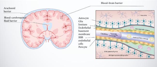 https://cdn.ncbi.nlm.nih.gov/pmc/blobs/34e9/12256179/db09bb40283e/IJBM2025-4557622.001.jpg