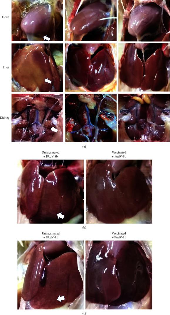 https://cdn.ncbi.nlm.nih.gov/pmc/blobs/34ed/12017159/83a1e379e599/TBED2023-5122382.005.jpg