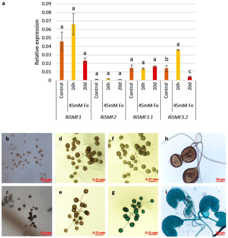 https://cdn.ncbi.nlm.nih.gov/pmc/blobs/34ee/9224570/ed669f0e36fe/jof-08-00592-g008.jpg