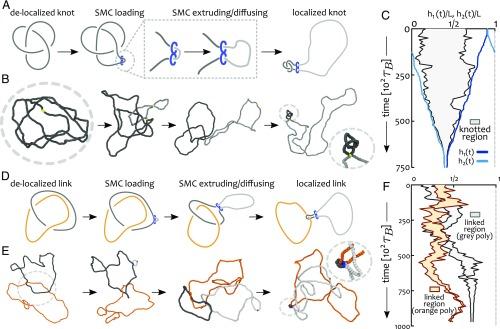https://cdn.ncbi.nlm.nih.gov/pmc/blobs/34f1/6486742/3a7def2073e4/pnas.1815394116fig01.jpg