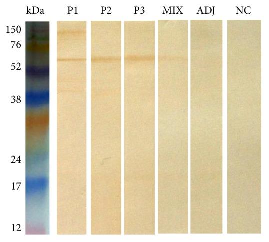 https://cdn.ncbi.nlm.nih.gov/pmc/blobs/34f4/5359444/01ef9e06b49c/JIR2017-5871043.002.jpg