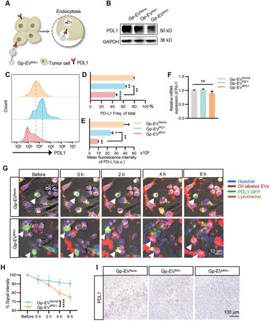https://cdn.ncbi.nlm.nih.gov/pmc/blobs/34f5/10966526/10c0ae8cd7b8/ADVS-11-2305891-g001.jpg