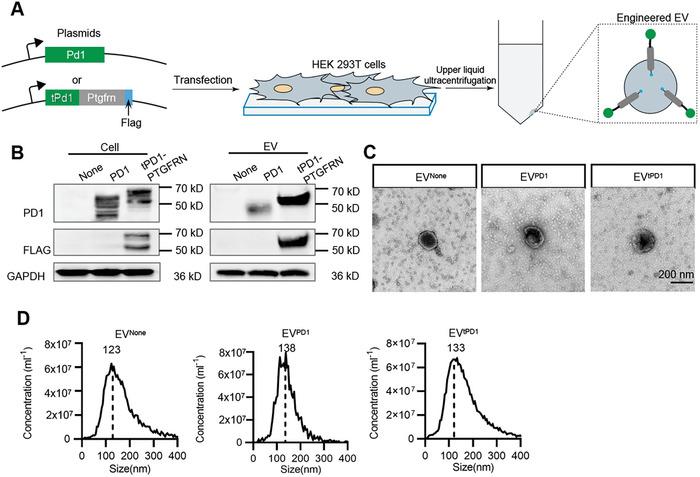 https://cdn.ncbi.nlm.nih.gov/pmc/blobs/34f5/10966526/b9b8436dfa44/ADVS-11-2305891-g003.jpg