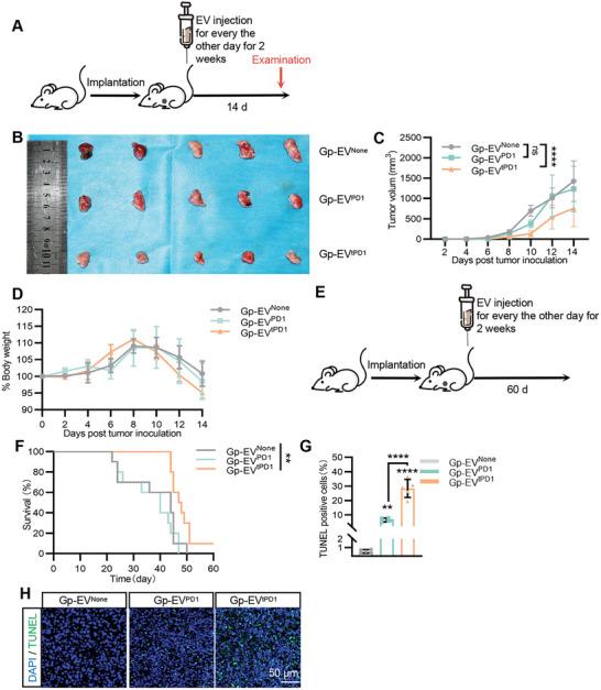 https://cdn.ncbi.nlm.nih.gov/pmc/blobs/34f5/10966526/fa10a1e22daf/ADVS-11-2305891-g008.jpg