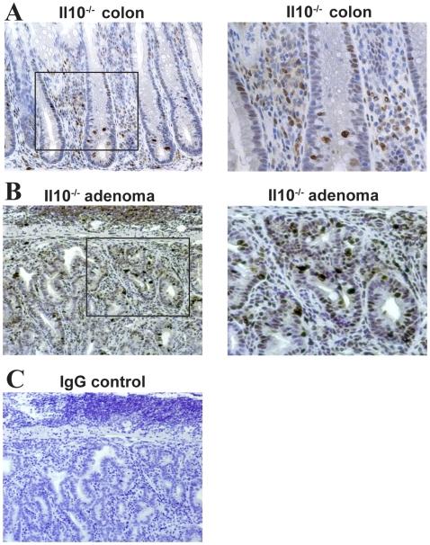 https://cdn.ncbi.nlm.nih.gov/pmc/blobs/34f9/2696084/c93c78bda1a6/pone.0006026.g004.jpg
