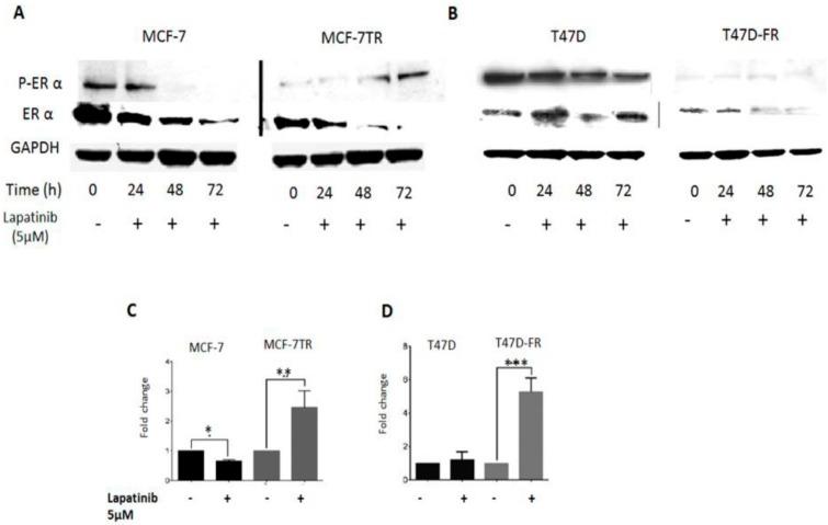 https://cdn.ncbi.nlm.nih.gov/pmc/blobs/34f9/6025235/a10bff030078/cancers-10-00209-g006.jpg