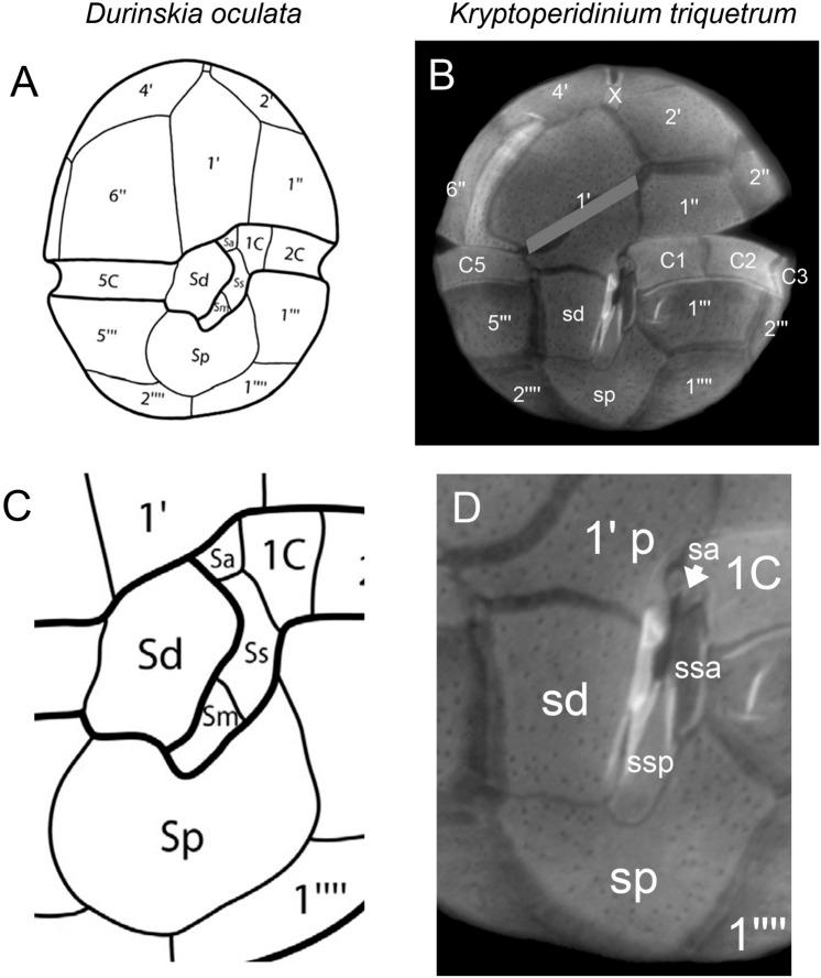 https://cdn.ncbi.nlm.nih.gov/pmc/blobs/3502/10219988/03d729f78e36/41598_2023_32949_Fig10_HTML.jpg