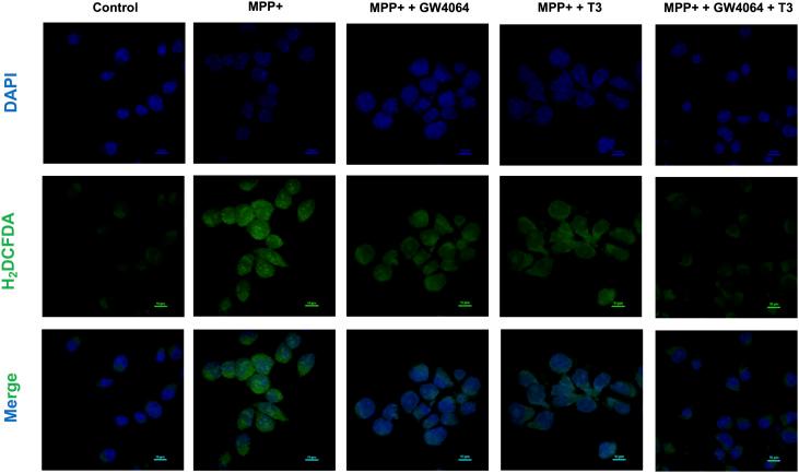 https://cdn.ncbi.nlm.nih.gov/pmc/blobs/3502/11015051/8e7ce0ea9b3d/LSA-2023-02416_FigS3.jpg