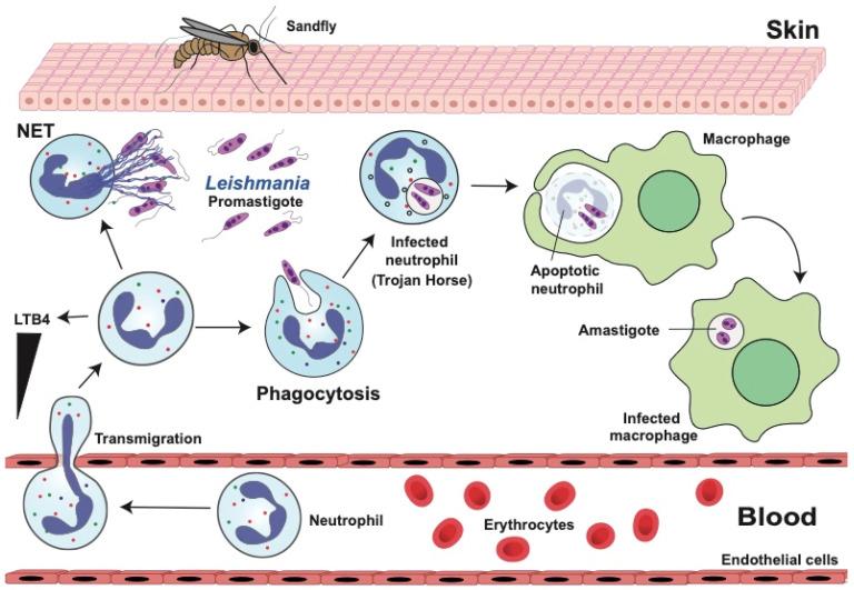 https://cdn.ncbi.nlm.nih.gov/pmc/blobs/3502/11051968/29525b79d746/microorganisms-12-00827-g003.jpg
