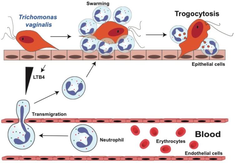 https://cdn.ncbi.nlm.nih.gov/pmc/blobs/3502/11051968/cb5464f97ca8/microorganisms-12-00827-g002.jpg