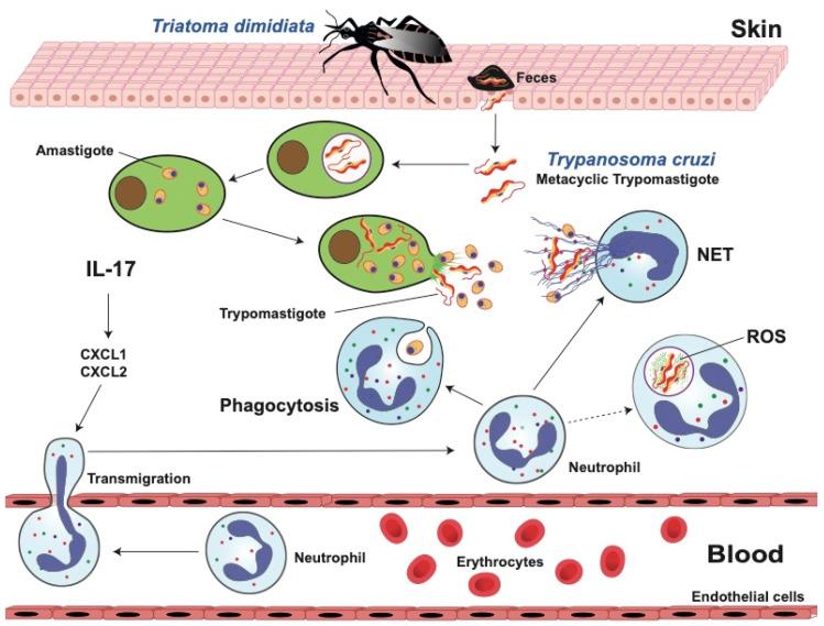 https://cdn.ncbi.nlm.nih.gov/pmc/blobs/3502/11051968/fb97c40bf952/microorganisms-12-00827-g004.jpg