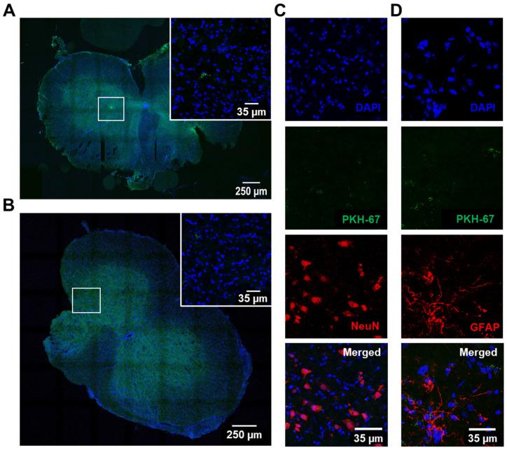 https://cdn.ncbi.nlm.nih.gov/pmc/blobs/3502/9496075/0e4577b74087/biomedicines-10-02120-g002.jpg