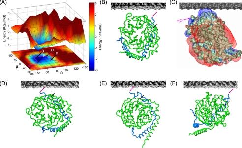 https://cdn.ncbi.nlm.nih.gov/pmc/blobs/3505/2576562/dd717fd86c0b/zbc0480856070002.jpg