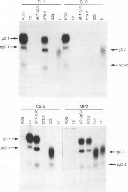 https://cdn.ncbi.nlm.nih.gov/pmc/blobs/3506/241321/b59ce3a32bcc/jvirol00040-0255-a.jpg