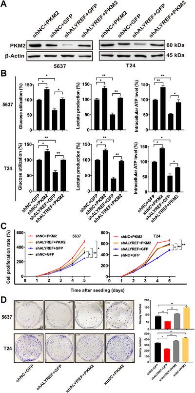 https://cdn.ncbi.nlm.nih.gov/pmc/blobs/3506/8286140/2200b85b54d6/CAC2-41-560-g004.jpg