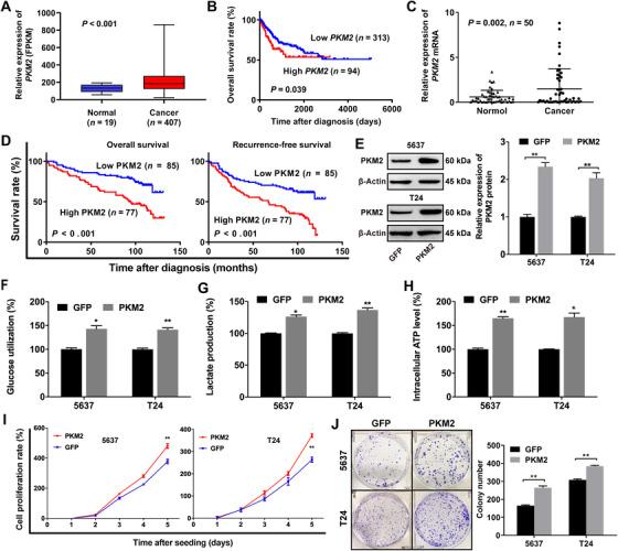 https://cdn.ncbi.nlm.nih.gov/pmc/blobs/3506/8286140/6013c22126e7/CAC2-41-560-g008.jpg