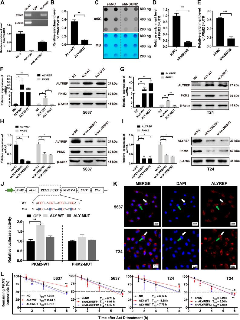 https://cdn.ncbi.nlm.nih.gov/pmc/blobs/3506/8286140/6ba02c551138/CAC2-41-560-g006.jpg