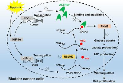 https://cdn.ncbi.nlm.nih.gov/pmc/blobs/3506/8286140/7c62b6a57e61/CAC2-41-560-g001.jpg