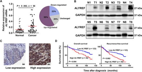 https://cdn.ncbi.nlm.nih.gov/pmc/blobs/3506/8286140/f23a0fd99aae/CAC2-41-560-g003.jpg