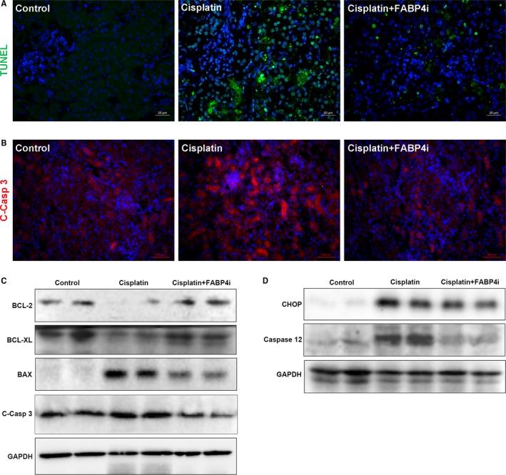 https://cdn.ncbi.nlm.nih.gov/pmc/blobs/3508/6714212/0ae33f0b3ced/JCMM-23-6260-g003.jpg