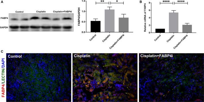 https://cdn.ncbi.nlm.nih.gov/pmc/blobs/3508/6714212/78990fc558db/JCMM-23-6260-g002.jpg