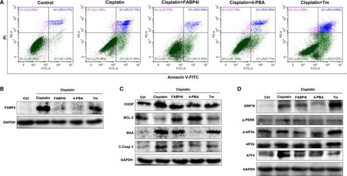 https://cdn.ncbi.nlm.nih.gov/pmc/blobs/3508/6714212/bfa24b503572/JCMM-23-6260-g006.jpg