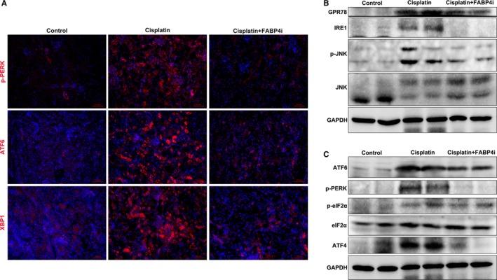 https://cdn.ncbi.nlm.nih.gov/pmc/blobs/3508/6714212/c4b0f163bf38/JCMM-23-6260-g004.jpg
