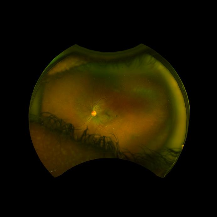 https://cdn.ncbi.nlm.nih.gov/pmc/blobs/350d/10091232/1caf0e6ae904/cop-2023-0014-0001-529479_F01.jpg
