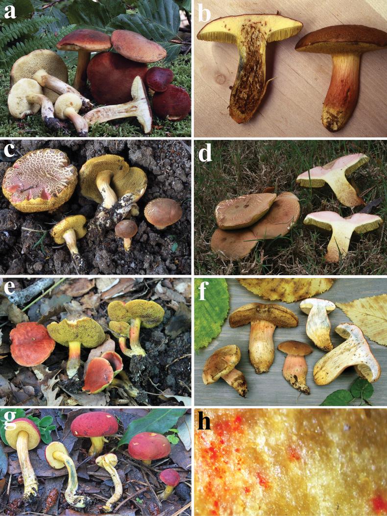 https://cdn.ncbi.nlm.nih.gov/pmc/blobs/3513/12179652/30f734ded23a/imafungus-16-e144731-g011.jpg