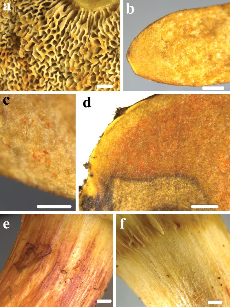 https://cdn.ncbi.nlm.nih.gov/pmc/blobs/3513/12179652/de2ce40753ad/imafungus-16-e144731-g014.jpg