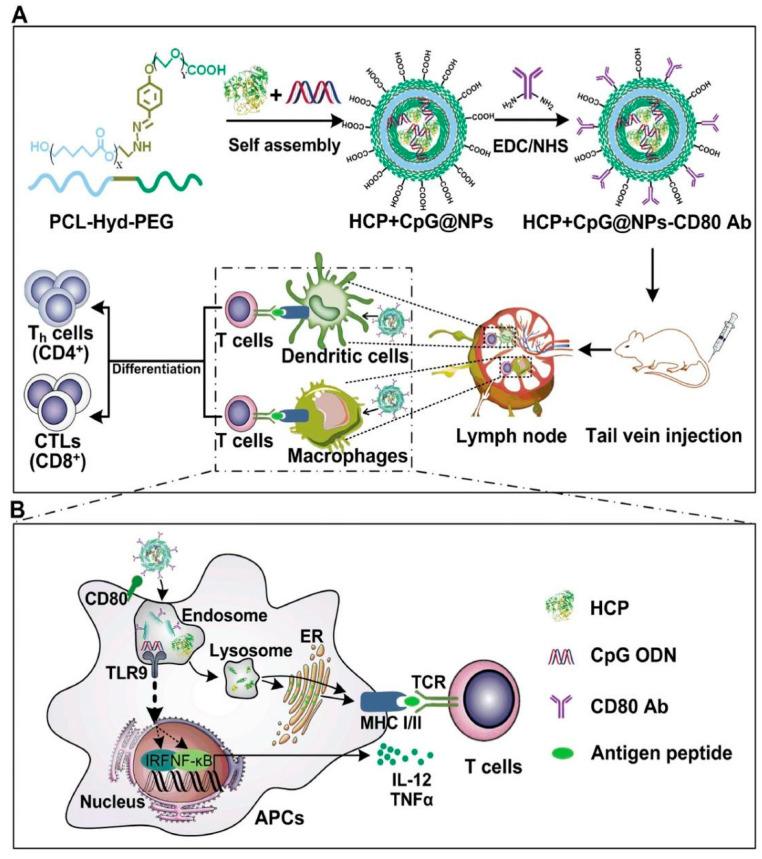 https://cdn.ncbi.nlm.nih.gov/pmc/blobs/3518/10976232/8e589078ac4f/pharmaceutics-16-00410-g003.jpg