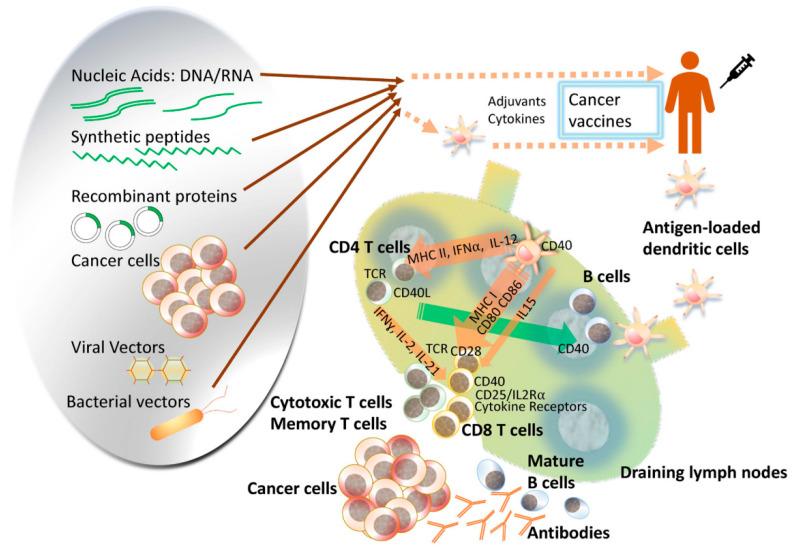 https://cdn.ncbi.nlm.nih.gov/pmc/blobs/3518/10976232/a303a280c36d/pharmaceutics-16-00410-g001.jpg