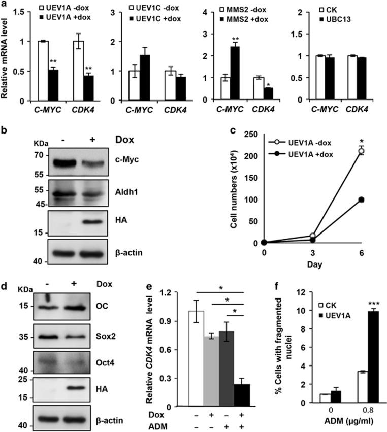 https://cdn.ncbi.nlm.nih.gov/pmc/blobs/351c/5596555/f4a9534fe5f2/cddis2017366f4.jpg