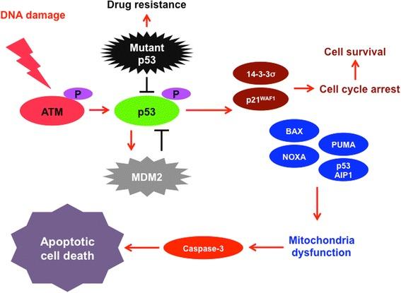 https://cdn.ncbi.nlm.nih.gov/pmc/blobs/351c/5861661/60211e10d8d1/12885_2018_4217_Fig1_HTML.jpg