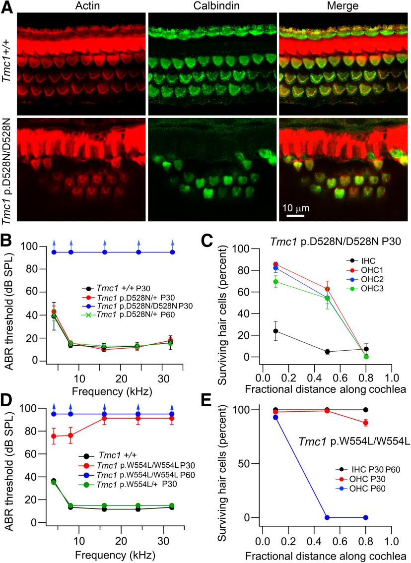 https://cdn.ncbi.nlm.nih.gov/pmc/blobs/351c/8152607/e8cd653705f6/SN-JNSJ210238F006.jpg