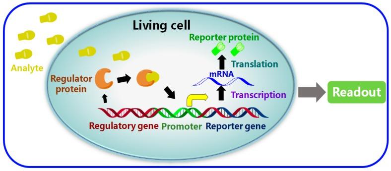 https://cdn.ncbi.nlm.nih.gov/pmc/blobs/3520/5539819/901a3541a73d/sensors-17-01623-g001.jpg