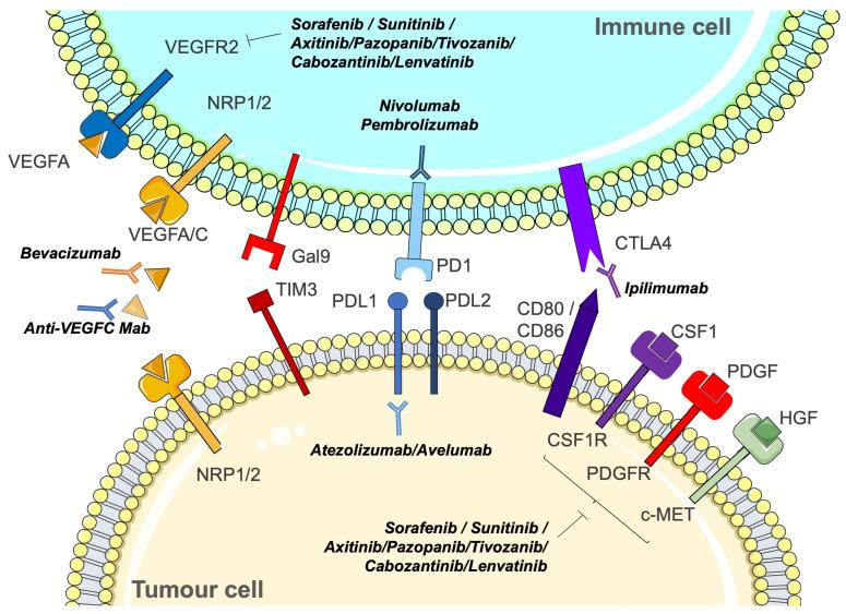 https://cdn.ncbi.nlm.nih.gov/pmc/blobs/3522/10886484/06b5c7532fc1/biomedicines-12-00385-g003.jpg