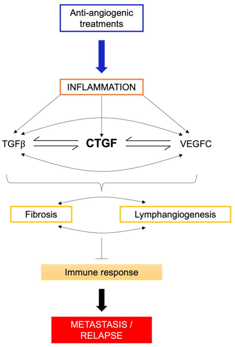 https://cdn.ncbi.nlm.nih.gov/pmc/blobs/3522/10886484/a2c5d2d03ed1/biomedicines-12-00385-g005.jpg