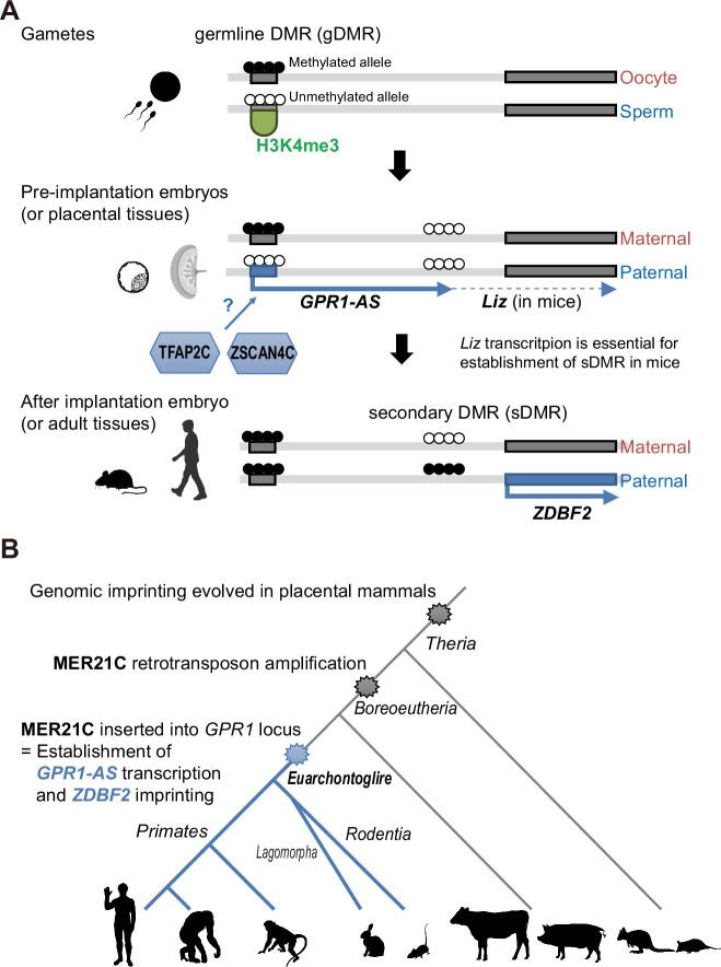 https://cdn.ncbi.nlm.nih.gov/pmc/blobs/3522/12129452/46606ed161c9/elife-94502-fig7.jpg
