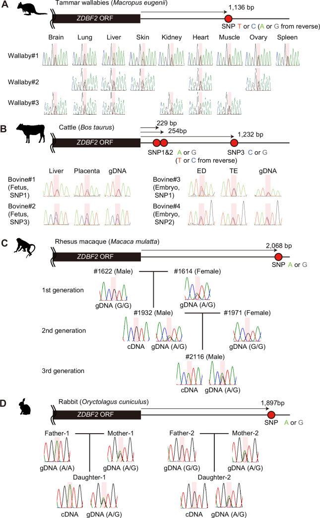 https://cdn.ncbi.nlm.nih.gov/pmc/blobs/3522/12129452/7aec217b107d/elife-94502-fig3.jpg