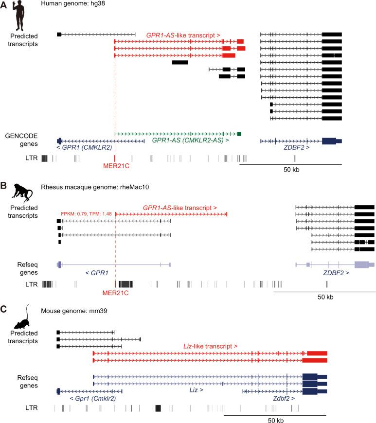 https://cdn.ncbi.nlm.nih.gov/pmc/blobs/3522/12129452/7de31fde551c/elife-94502-fig1.jpg