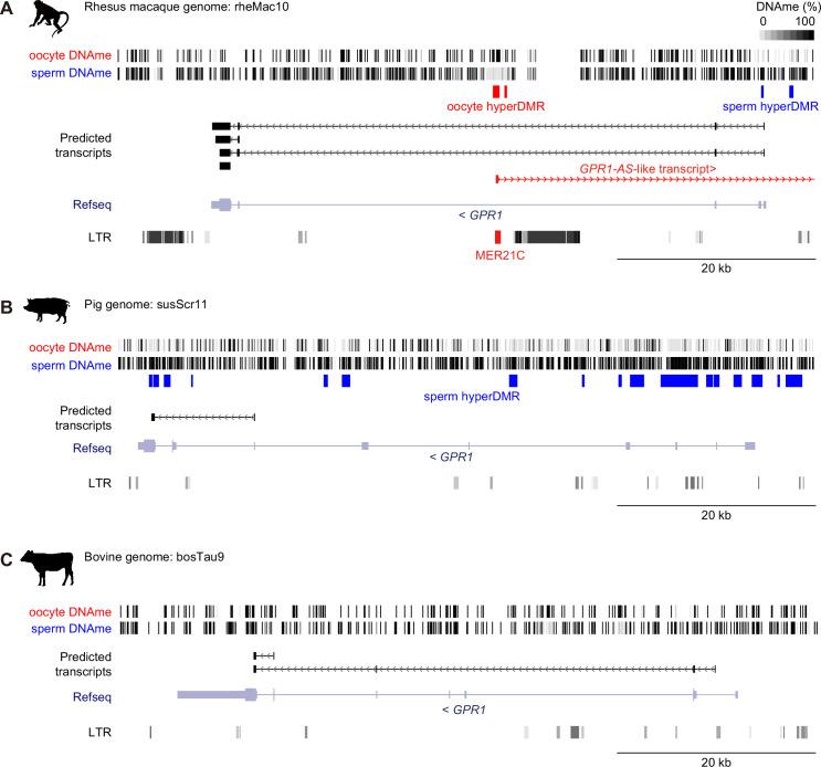 https://cdn.ncbi.nlm.nih.gov/pmc/blobs/3522/12129452/aa31661f1160/elife-94502-fig3-figsupp1.jpg