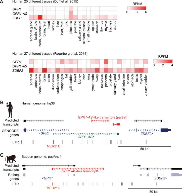 https://cdn.ncbi.nlm.nih.gov/pmc/blobs/3522/12129452/d03816a2ef50/elife-94502-fig1-figsupp1.jpg
