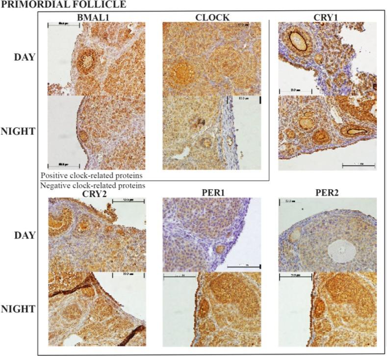 https://cdn.ncbi.nlm.nih.gov/pmc/blobs/3523/5124337/934cab39513a/JRI-17-192-g002.jpg