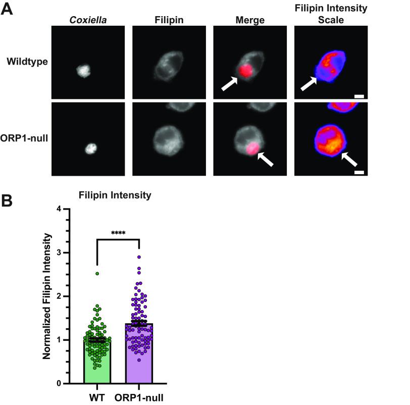 https://cdn.ncbi.nlm.nih.gov/pmc/blobs/3528/10286706/b774040f183c/msphere.00104-23-f005.jpg