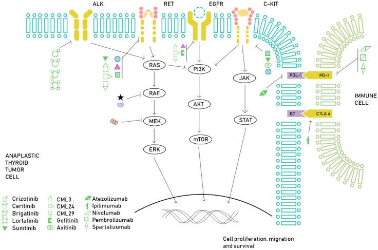 https://cdn.ncbi.nlm.nih.gov/pmc/blobs/352c/7403957/3927c76ea033/ijms-21-04951-g002.jpg